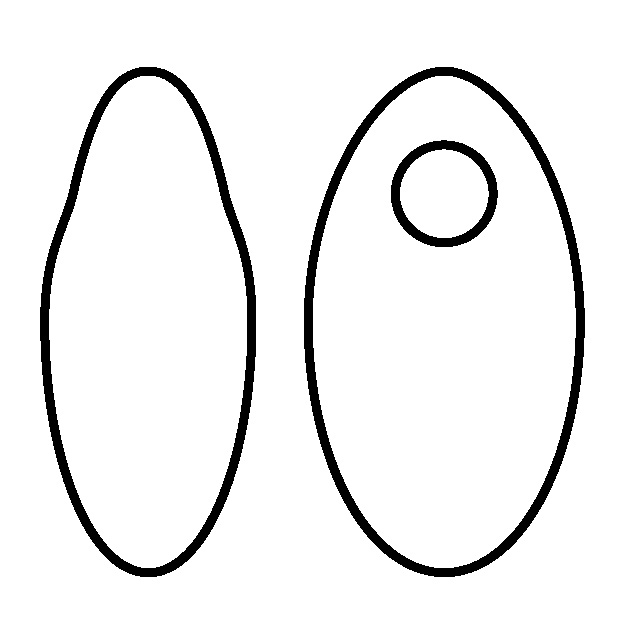 RIZO